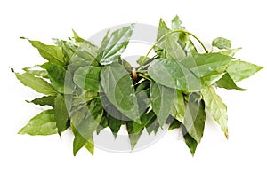 Bai-ya-nang,herb on white