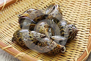 Baigai sea snail, japanese babylon