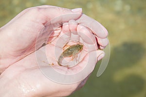 Baikal endemic fish - slimy sculpin.