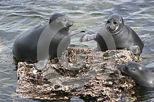 Agua dulce focas 