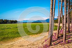 Baikal lake area landscape with pine trees and sands