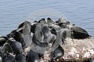 Baikal Mammal