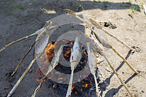 Baikal omul is roasted on the coals.