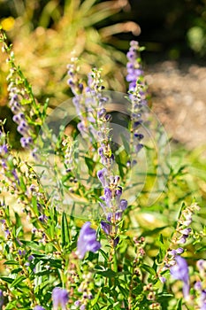 Baikal scullcap or Scutellaria Baicalensis plant in Saint Gallen in Switzerland photo