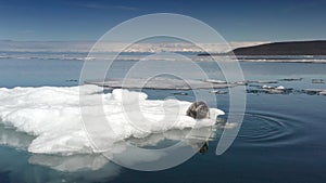 Baikal seal lies on hummock ice in water in spring time, aerial shoot