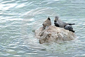 The Baikal seal nerpa