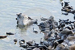 The Baikal seal nerpa