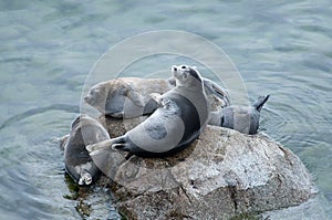 The Baikal seal nerpa