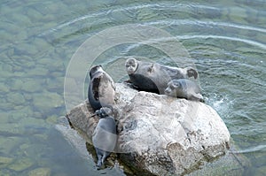 The Baikal seal nerpa