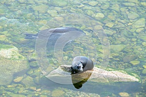 The Baikal seal nerpa