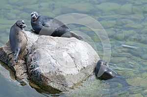 The Baikal seal nerpa