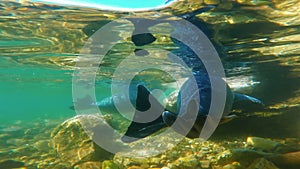 Baikal seal underwater, close up, slow motion