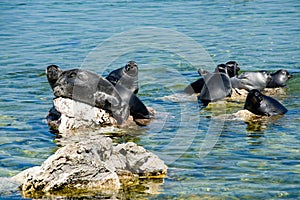 Baikal seals