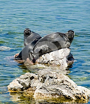 Baikal seals
