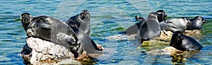 Baikal seals