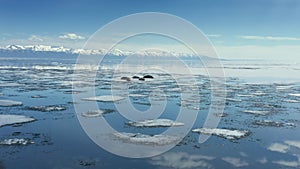 Baikal seals lies on piece of ice in water, spring time, aerial shoot