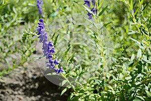 Scutellaria baicalensis called Baikal skullcap photo