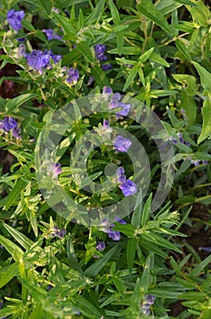 Baikal Skullcap (Scutellaria baicalensis)