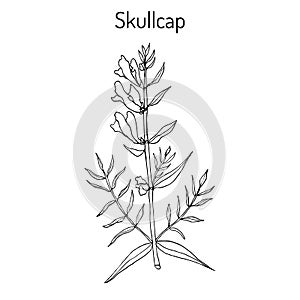 Baikal skullcap scutellaria baicalensis - medicinal plant