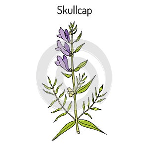 Baikal skullcap scutellaria baicalensis - medicinal plant
