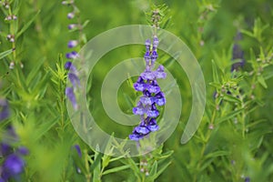 Baikal skullcap, scutellaria baicalensis, medicinal plant. photo