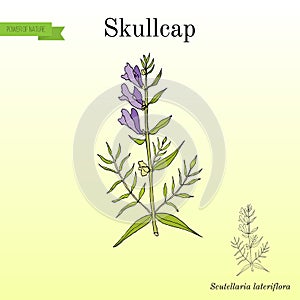 Baikal skullcap scutellaria baicalensis - medicinal plant photo