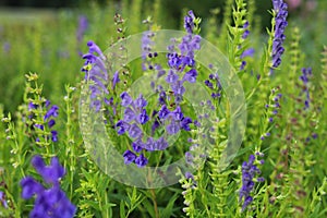 Baikal skullcap, scutellaria baicalensis, medicinal plant. photo