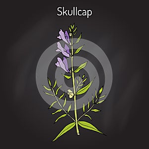 Baikal skullcap scutellaria baicalensis - medicinal plant photo