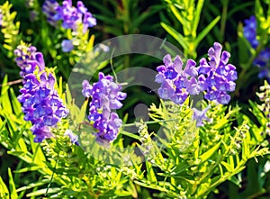 Baikal skullcap or Scutellaria baicalensis. Traditional medicine, Chinese medicine. Soft focus , selective focus photo