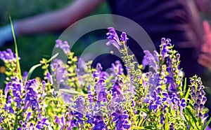 Baikal skullcap or Scutellaria baicalensis. Traditional medicine, Chinese medicine. Soft focus , selective focus photo