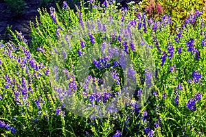 Baikal skullcap or Scutellaria baicalensis. Traditional medicine, Chinese medicine. Soft focus , selective focus photo