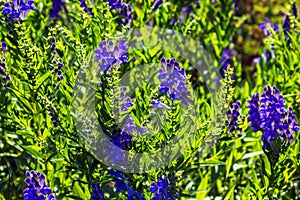 Baikal skullcap or Scutellaria baicalensis. Traditional medicine, Chinese medicine. Soft focus , selective focus photo