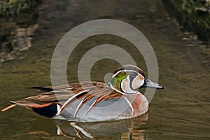 Baikal Teal