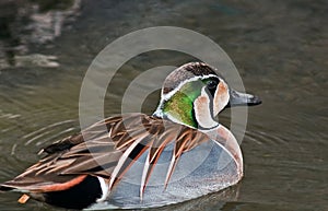 Baikal Teal