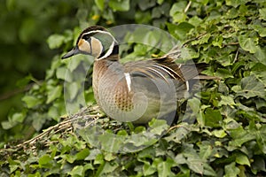 The Baikal  teal Anas Formosa.