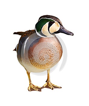 Baikal teal - anas formosa - Isolated