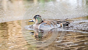 Baikal Teal, a beautiful and rare visitor in Sweden