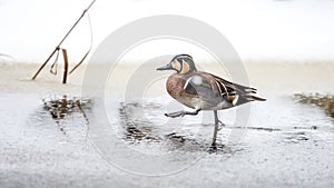 Baikal Teal, the beautiful and rare visitor in Sweden, walks with determined steps on the wet ice