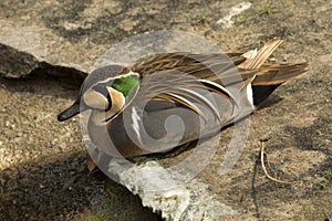 Baikal teal,  bimaculate duck or squawk duck,  Sibirionetta formosa.