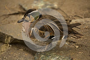 Baikal teal,  bimaculate duck or squawk duck,  Sibirionetta formosa.