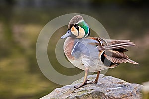 Baikal Teal close-up Sibirionetta formosa