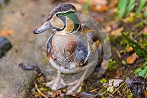 Baikal Teal Duck