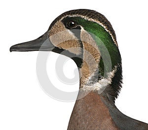Baikal Teal duck, Anas formosa, in front of white background