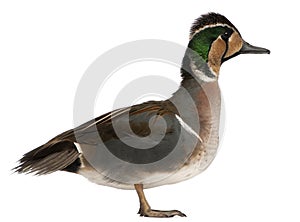 Baikal Teal duck, Anas formosa, in front of white background