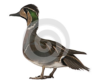 Baikal Teal duck, Anas formosa, in front of white background