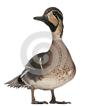 Baikal Teal duck, Anas formosa, in front of white background photo