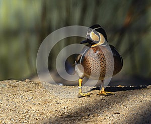 Baikal teal duck, sibirionetta formosa