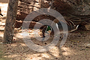 Baikal teal duck Sibirionetta formosa