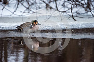 Baikal Teal, a rare visitor in Sweden photo