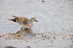 Baikal teal (Sibirionetta formosa) in Japan